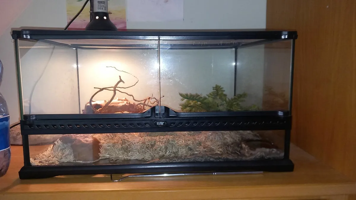 Hognose snake - Image 2