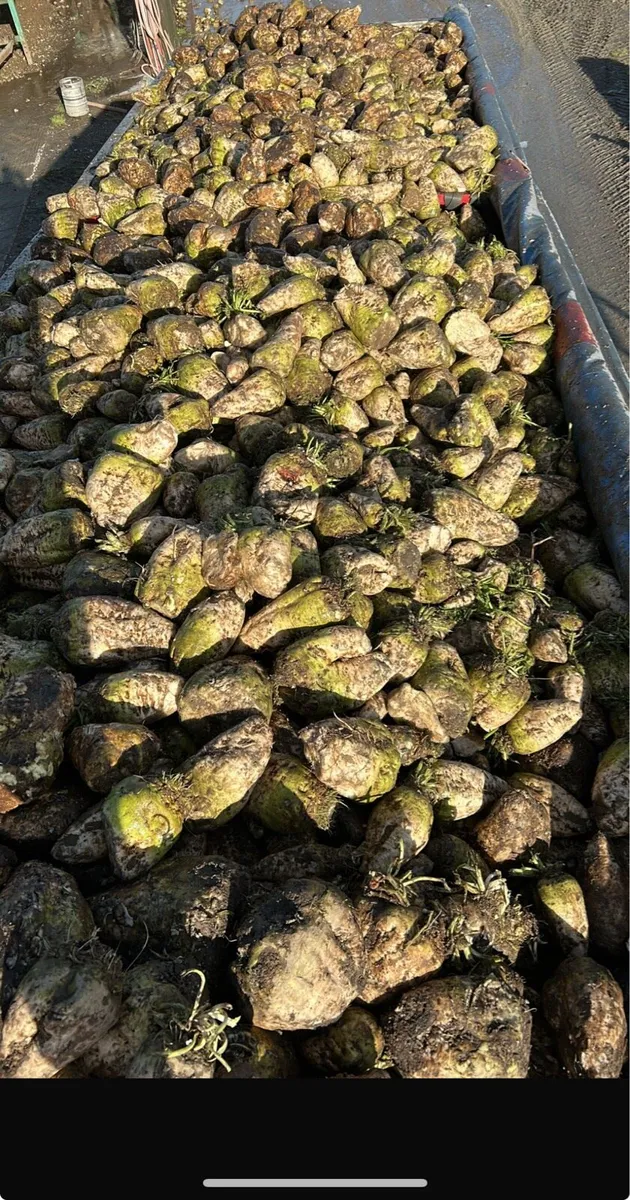 Washed Beet for sale - Image 2