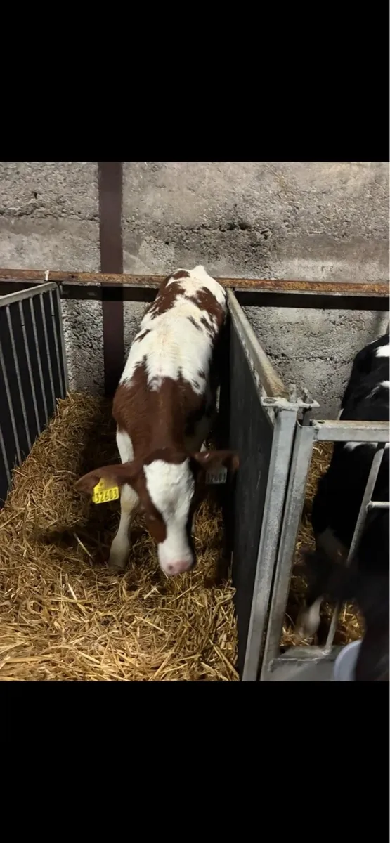 Super AI bred Belgian blue calves - Image 1