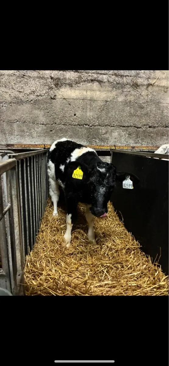 Super AI bred Belgian blue calves - Image 2