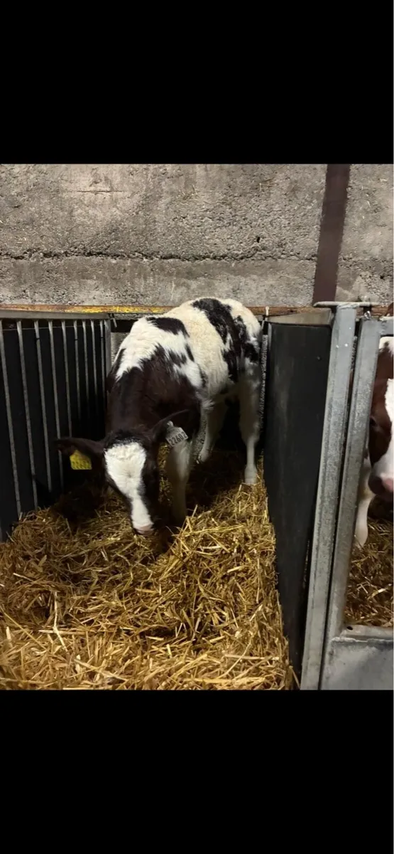 Super AI bred Belgian blue calves - Image 3