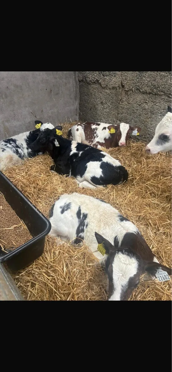 Super AI bred Belgian blue calves - Image 4