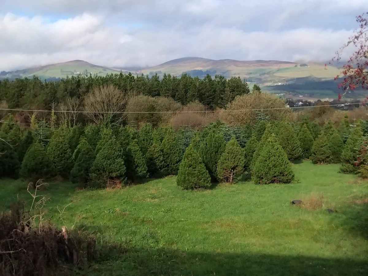 Large Pine Christmas Trees - Image 1