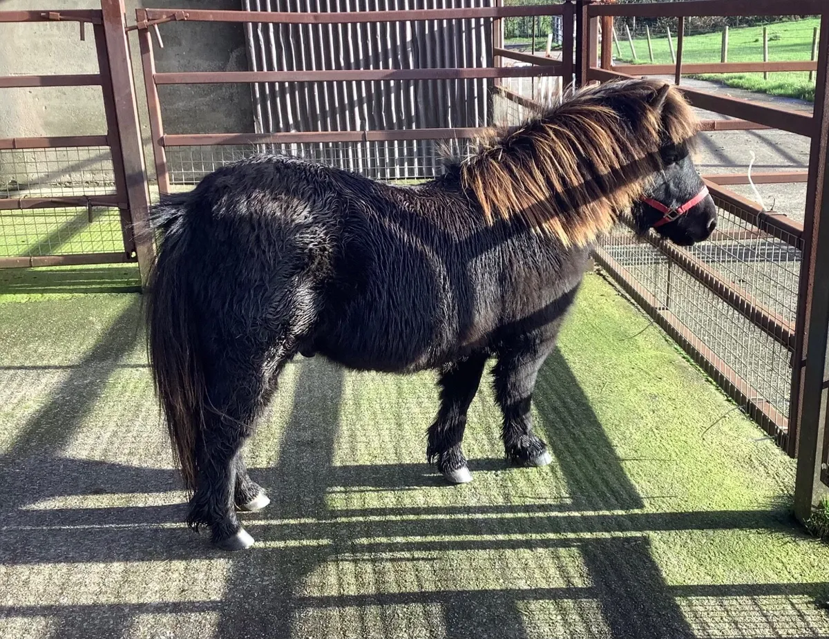 Shetland Pony - Image 1