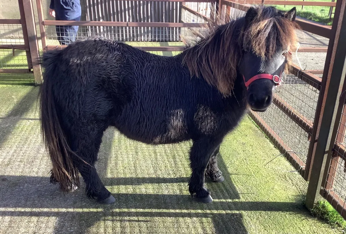 Shetland Pony - Image 2