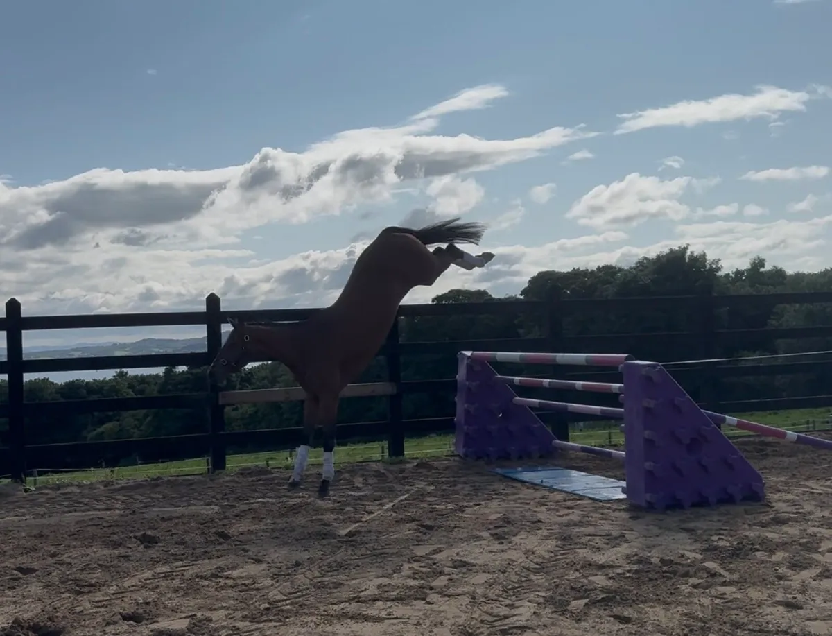 Phenomene Bleu x Diamant De Similly/ Vancouver - Image 1