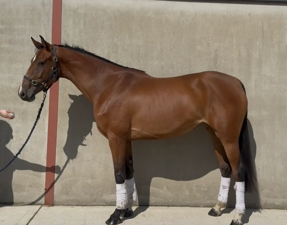 Phenomene Bleu x Diamant De Similly/ Vancouver - Image 2