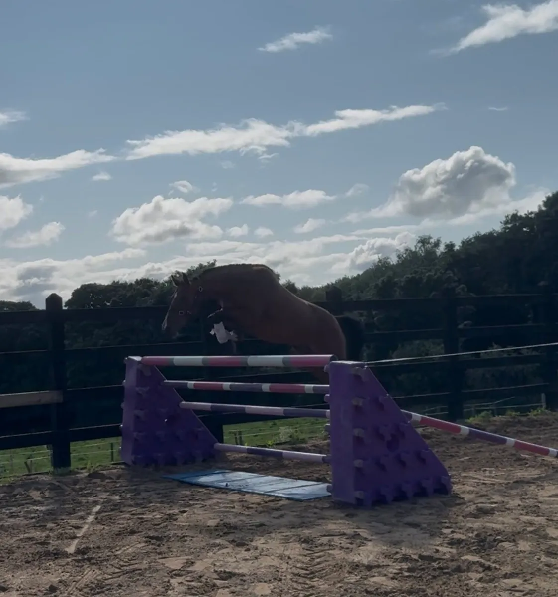 Phenomene Bleu x Diamant De Similly/ Vancouver - Image 3