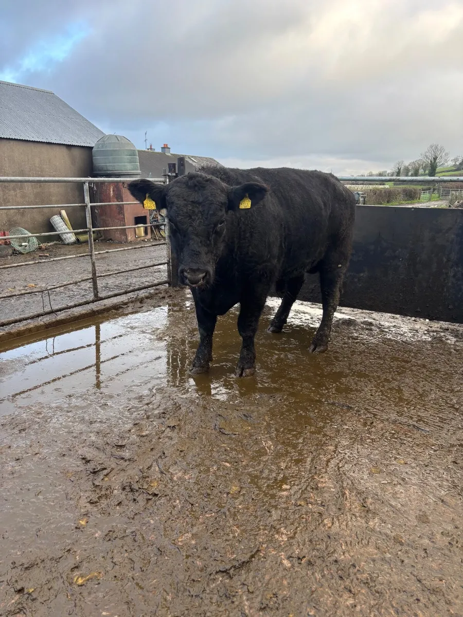 Pedigree Hereford and Aberdeen Angus bulls - Image 1