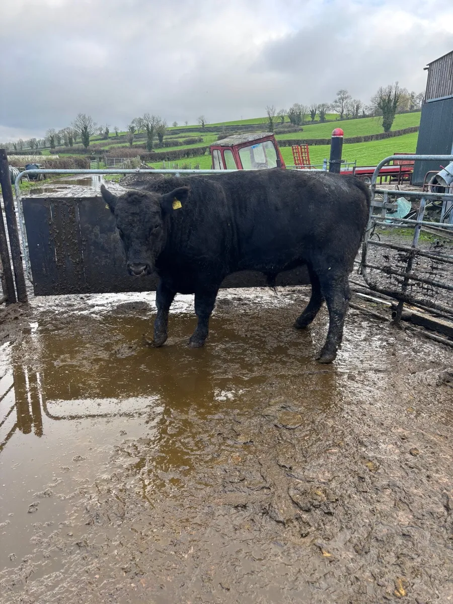 Pedigree Hereford and Aberdeen Angus bulls - Image 2