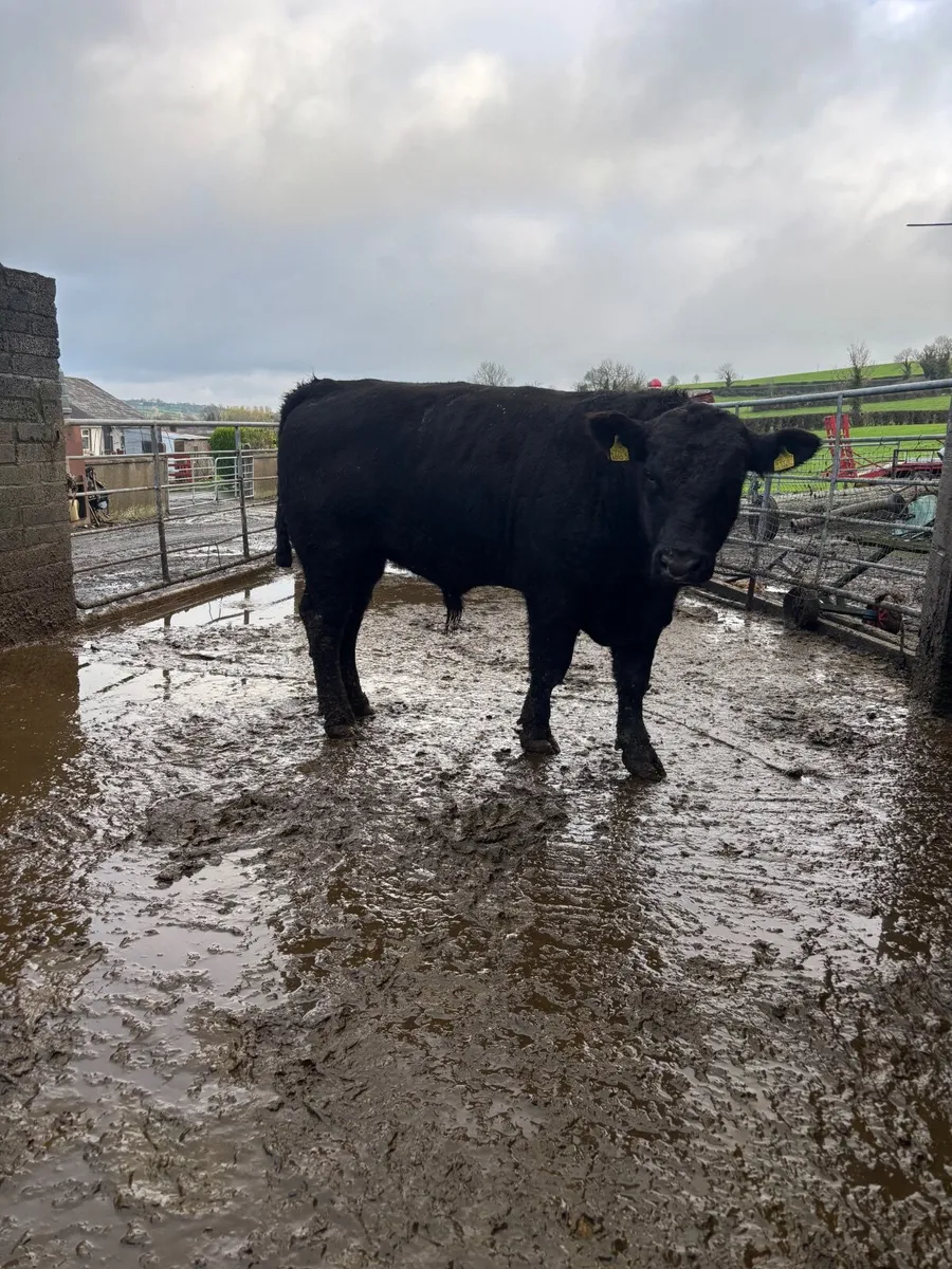 Pedigree Hereford and Aberdeen Angus bulls - Image 3