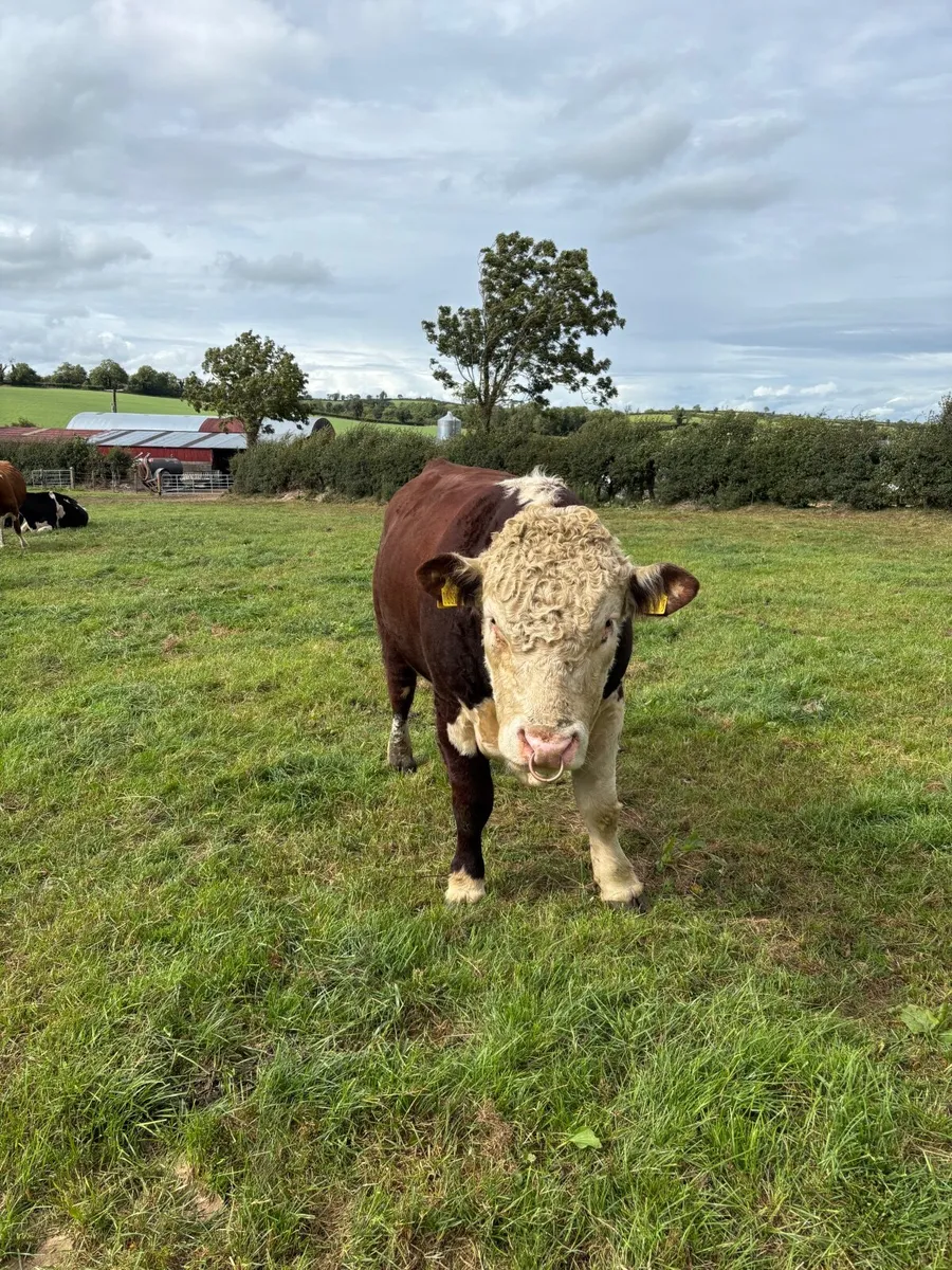 Pedigree Hereford and Aberdeen Angus bulls - Image 4