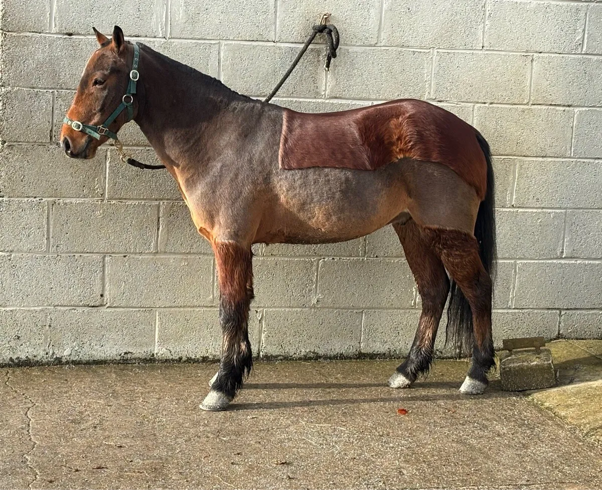 VERY CUTE YOUNG GELDING 😍 - Image 1