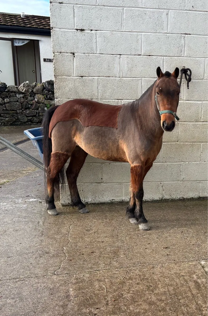 VERY CUTE YOUNG GELDING 😍 - Image 2