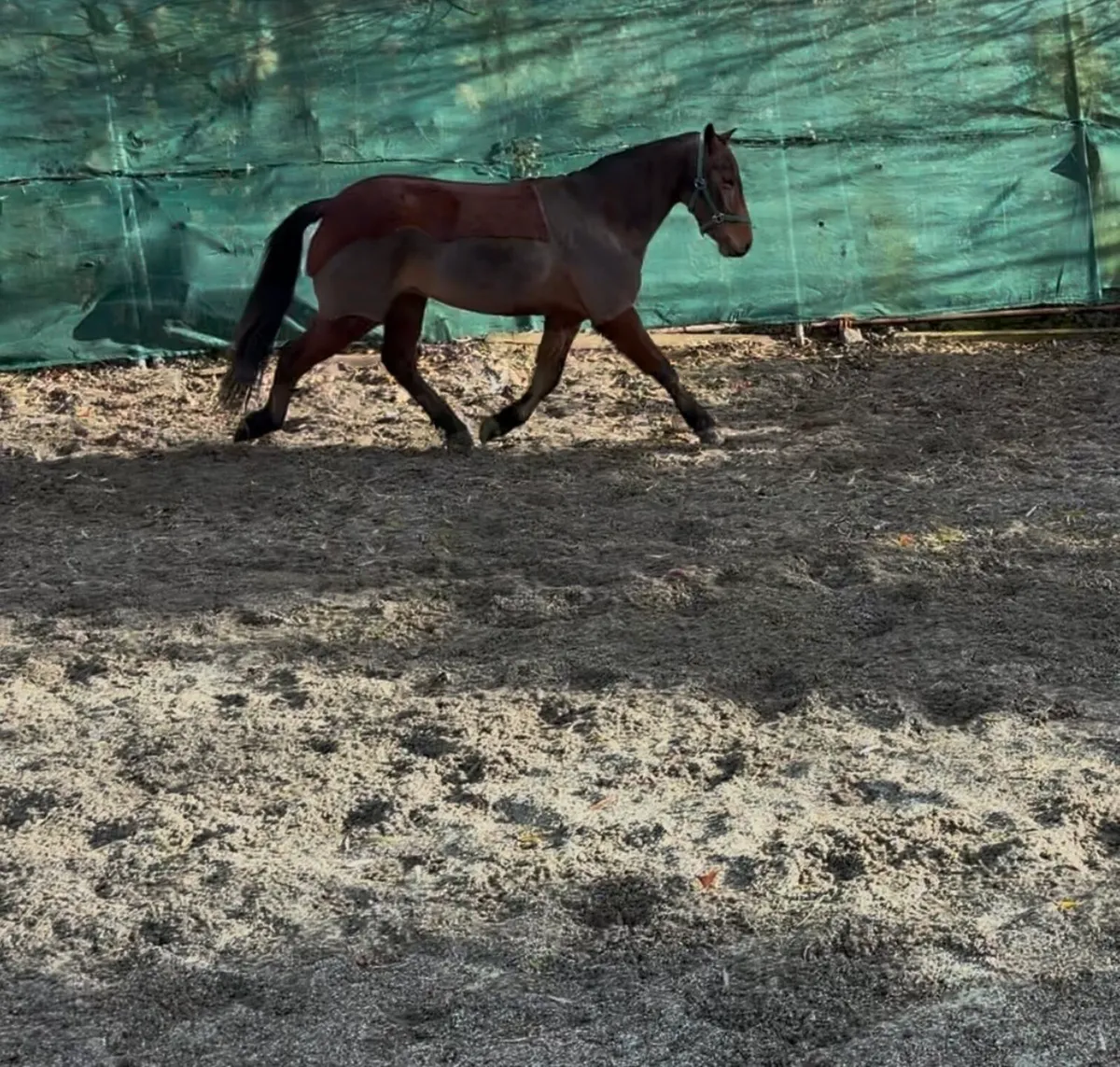 VERY CUTE YOUNG GELDING 😍 - Image 3