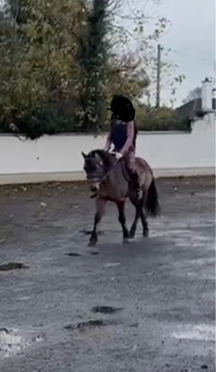 VERY CUTE YOUNG GELDING 😍 - Image 4