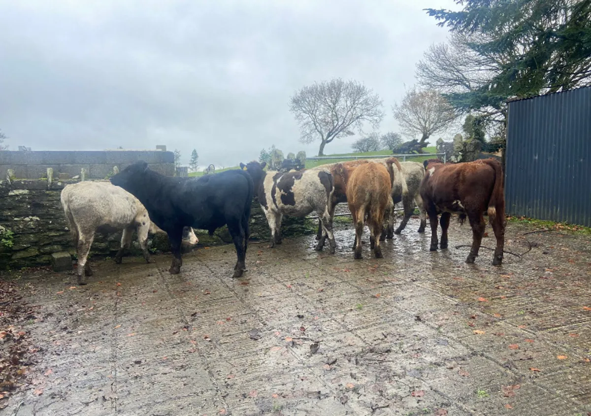 Eight continental bullock Weanlings - Image 2