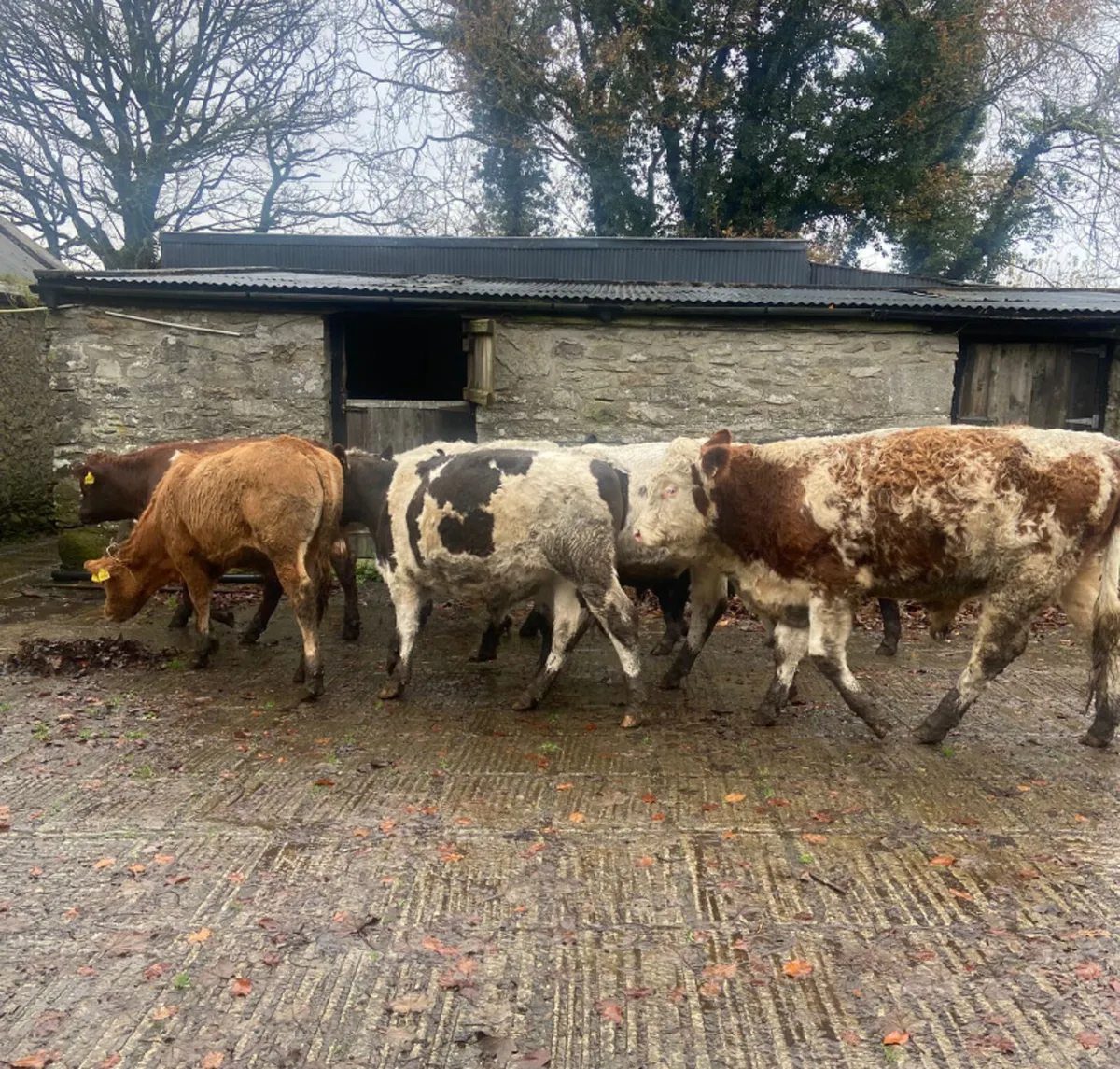 Eight continental bullock Weanlings - Image 3