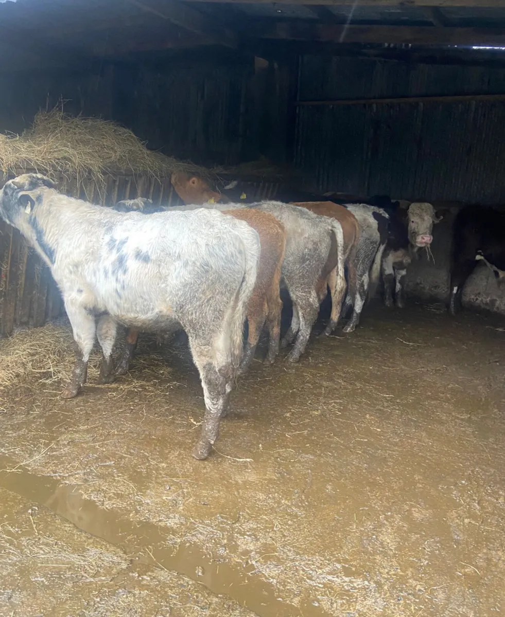 Eight continental bullock Weanlings - Image 4
