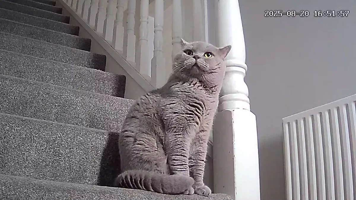 British Shorthair Kittens - Image 3