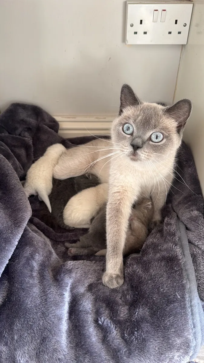 British Shorthair Kittens - Image 4