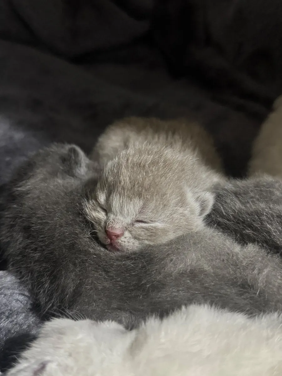 British Shorthair Kittens - Image 2