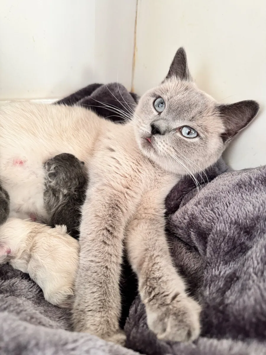 British Shorthair Kittens - Image 1