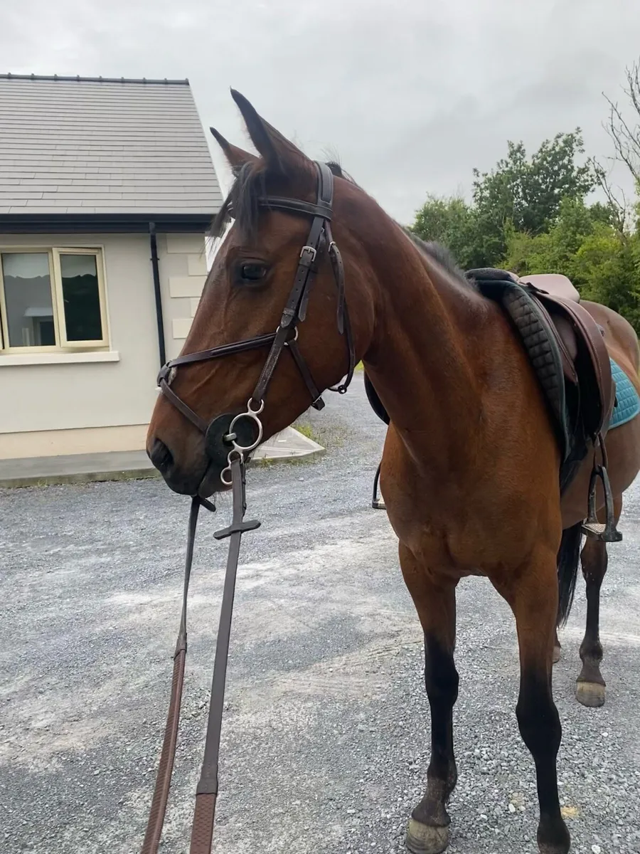 15 hand gelding ⭐️ - Image 1