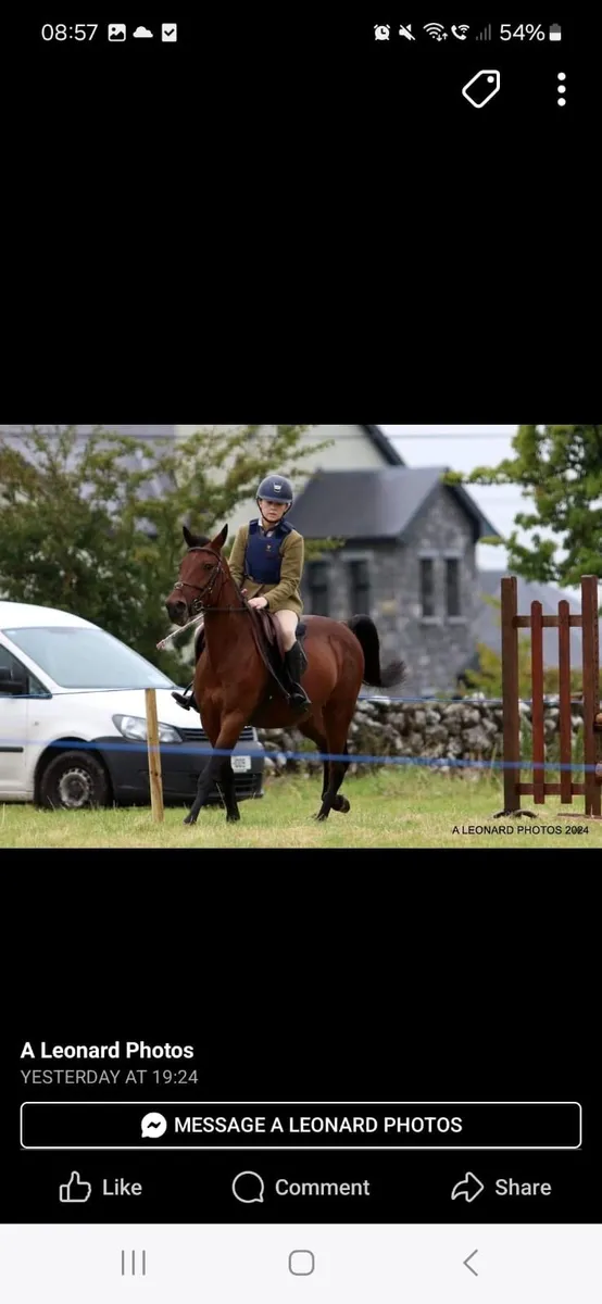 15 hand gelding ⭐️ - Image 2