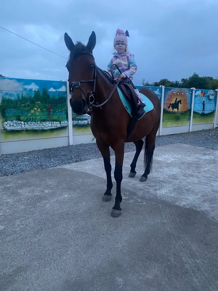 15 hand gelding ⭐️ - Image 3