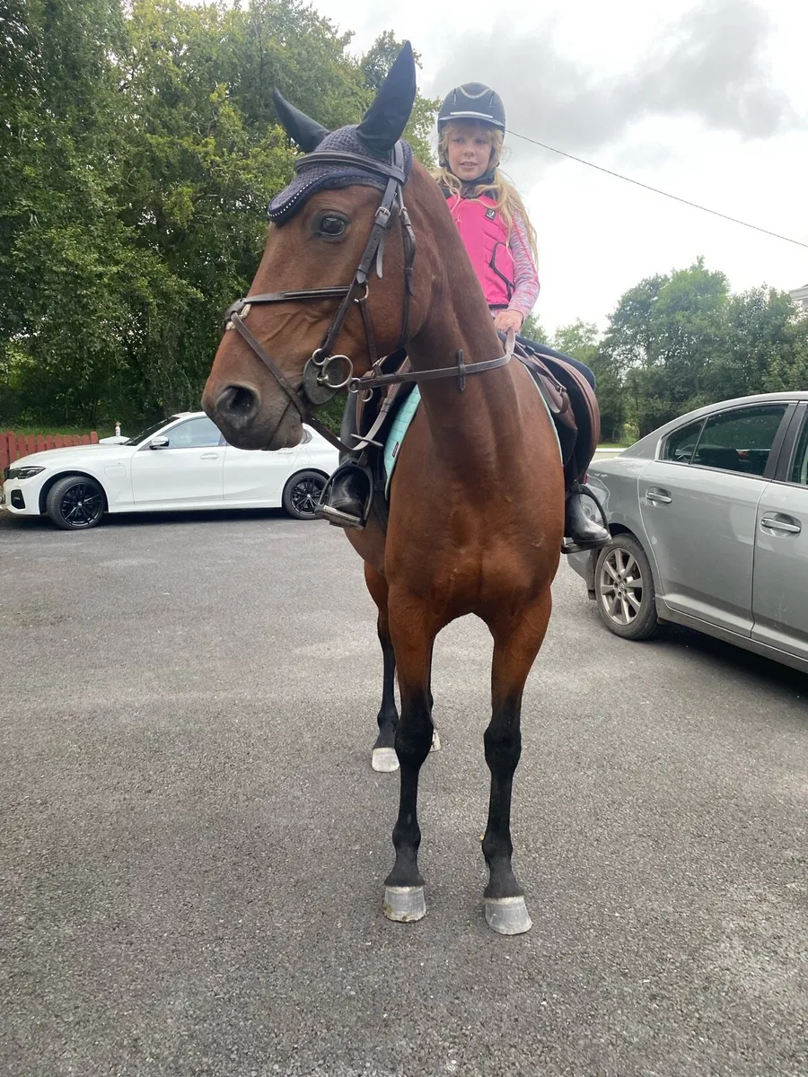 15 hand gelding ⭐️ - Image 4