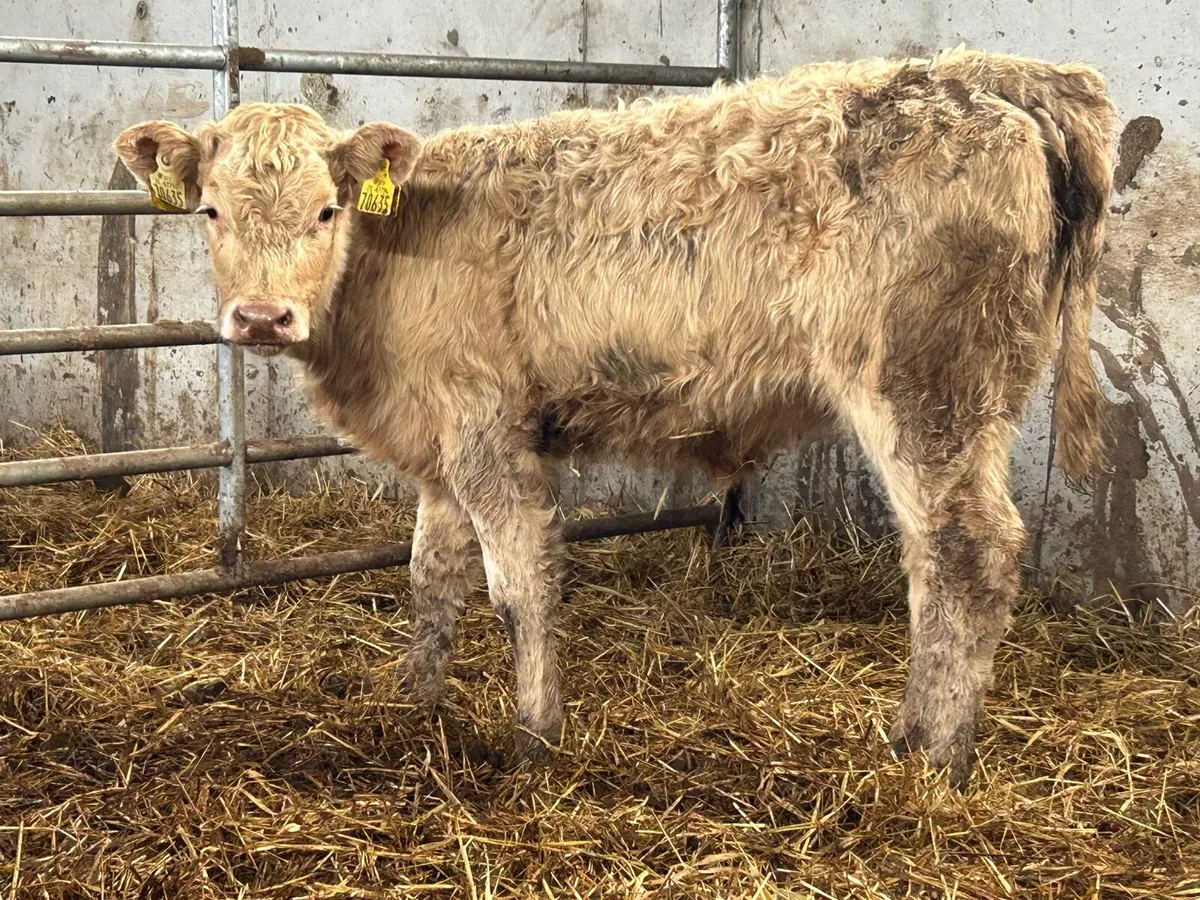 2 suckler breed charlois heifer weanlings - Image 2