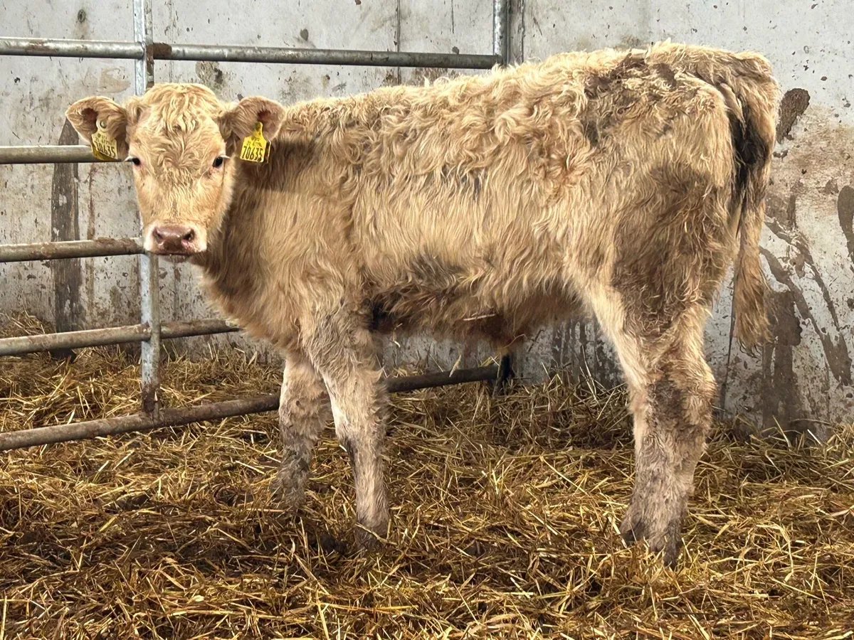 2 suckler breed charlois heifer weanlings - Image 3
