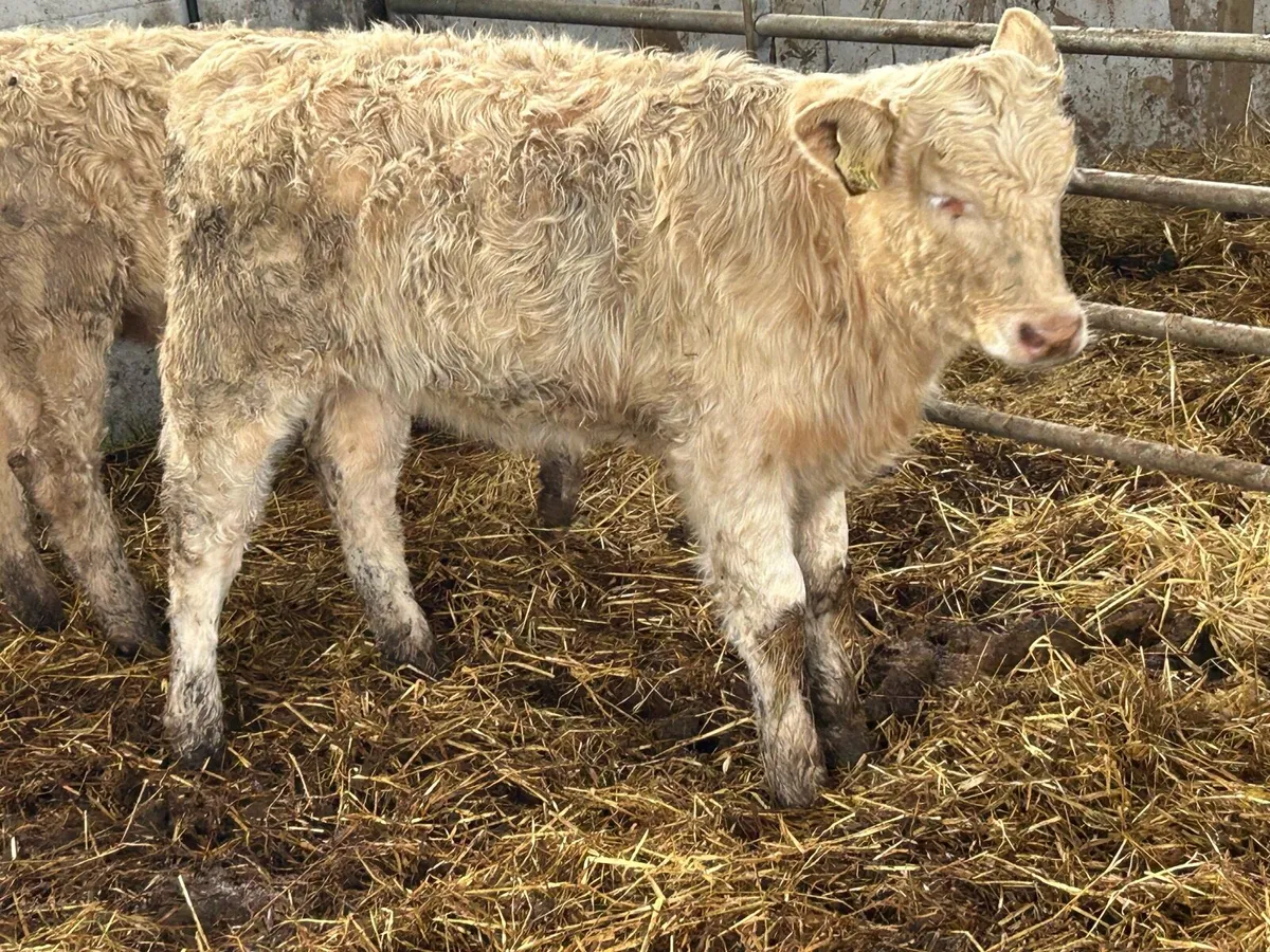 2 suckler breed charlois heifer weanlings - Image 4