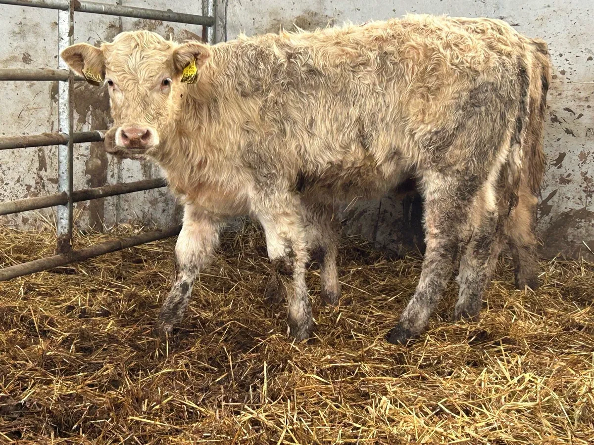 2 suckler breed charlois heifer weanlings - Image 1