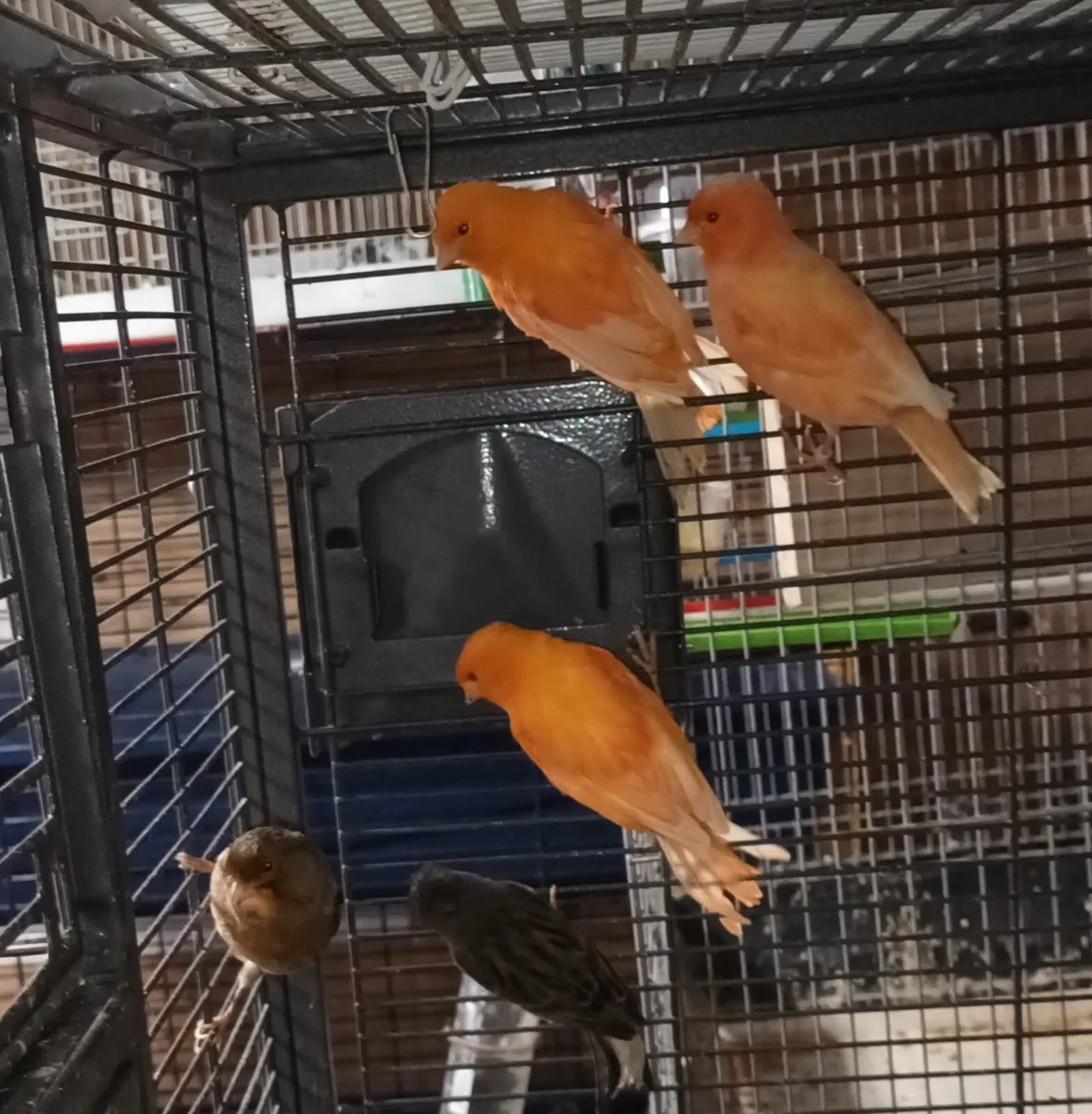 Canaries - Image 1