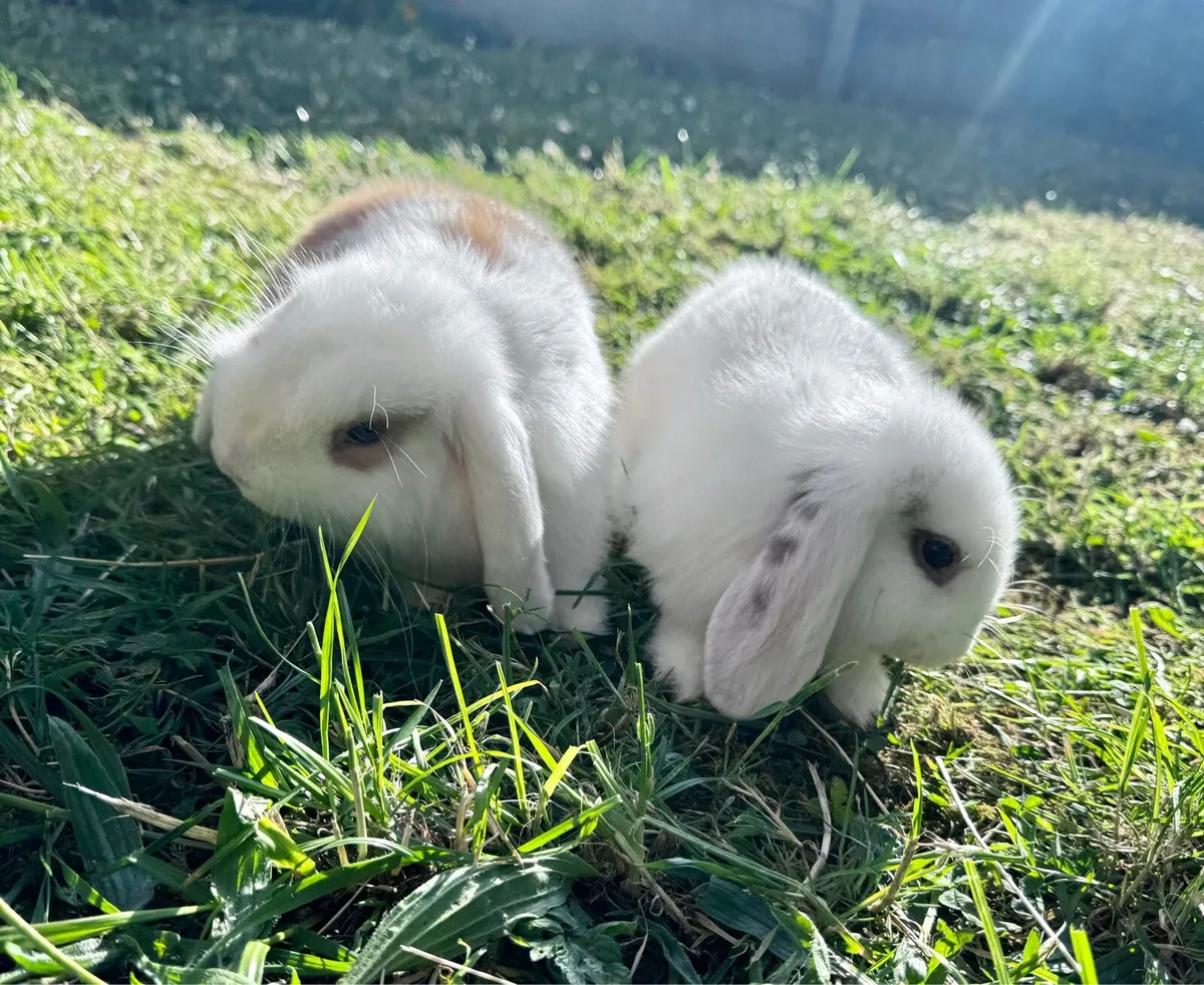 lop-eared rabbits - Image 1