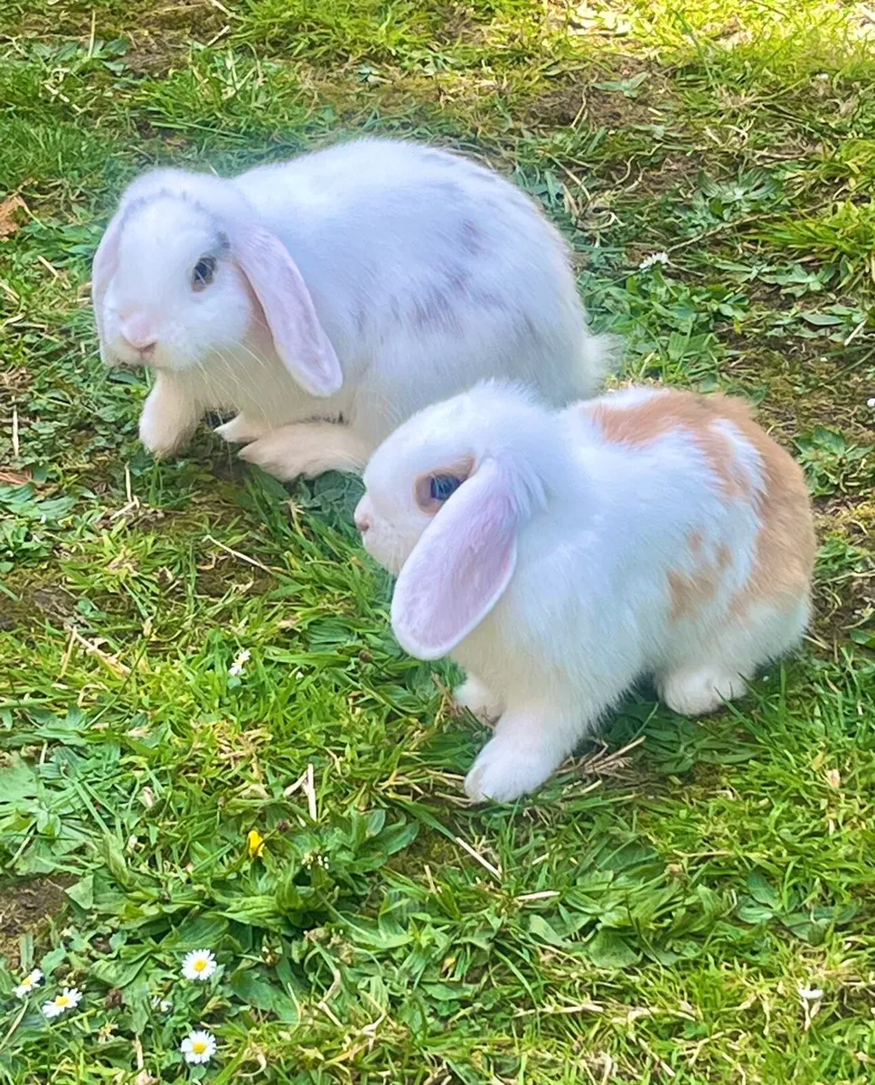 lop-eared rabbits - Image 2