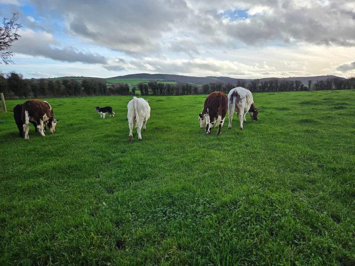 Organic weanling bullocks - Image 1