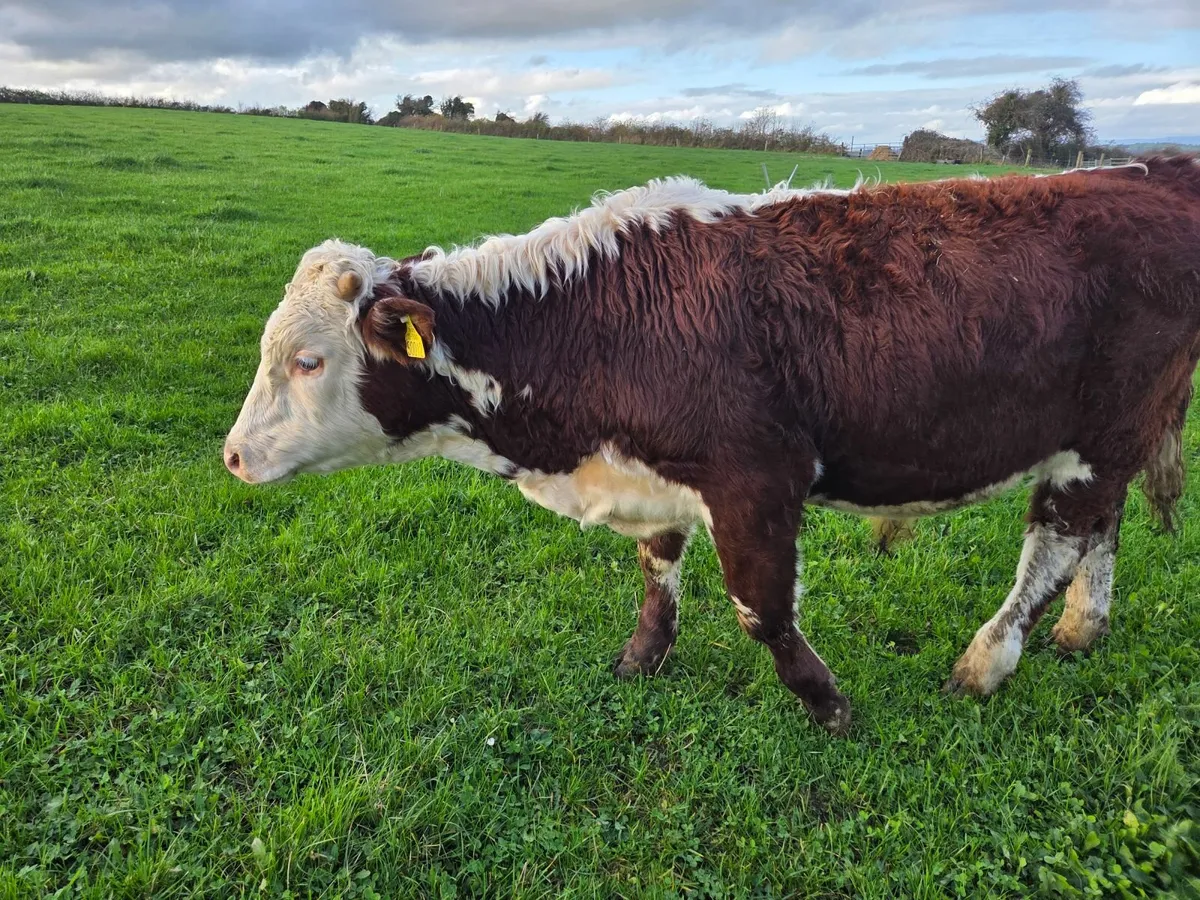 Organic weanling bullocks - Image 2