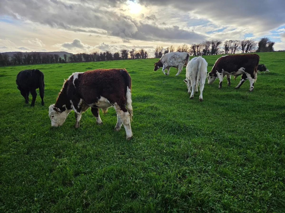 Organic weanling bullocks - Image 3
