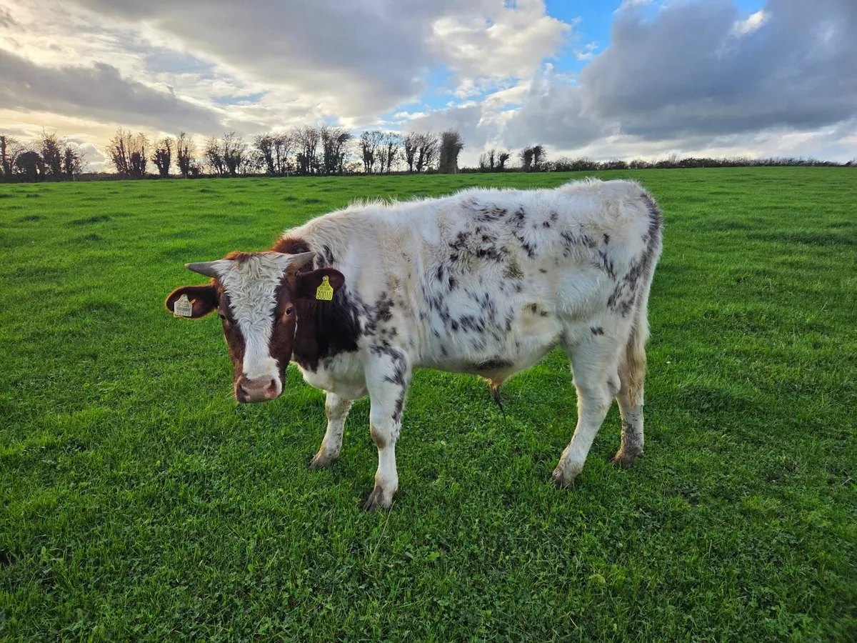 Organic weanling bullocks - Image 4