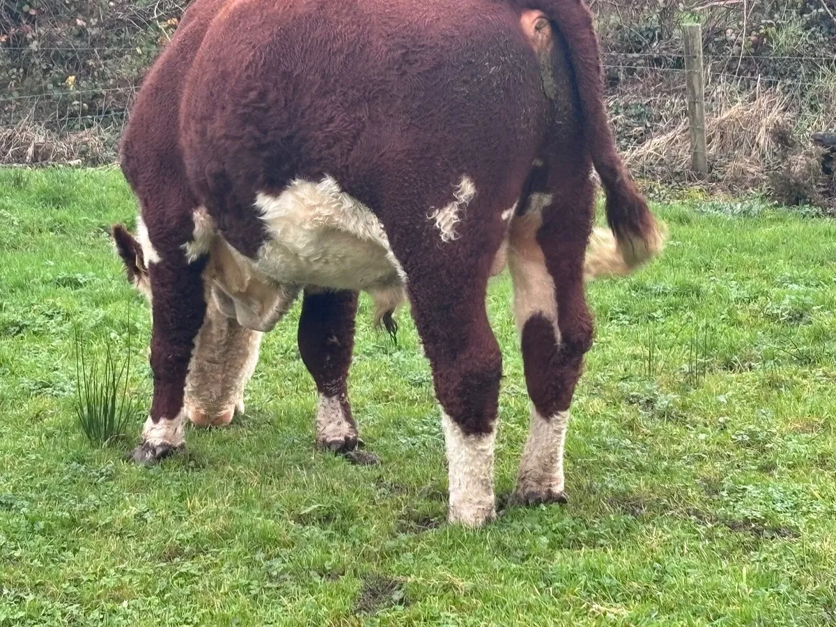 P.B.R Hereford bull for sale - Image 2