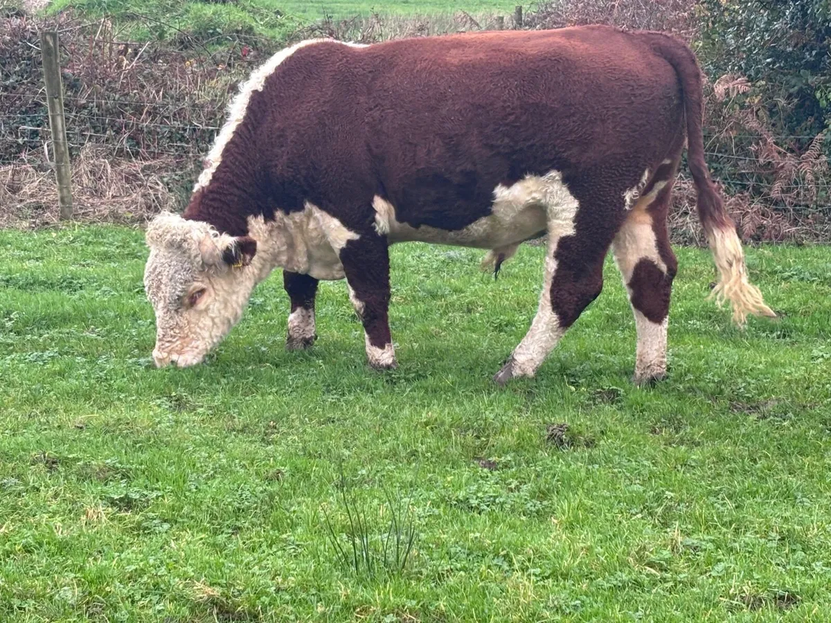 P.B.R Hereford bull for sale - Image 1