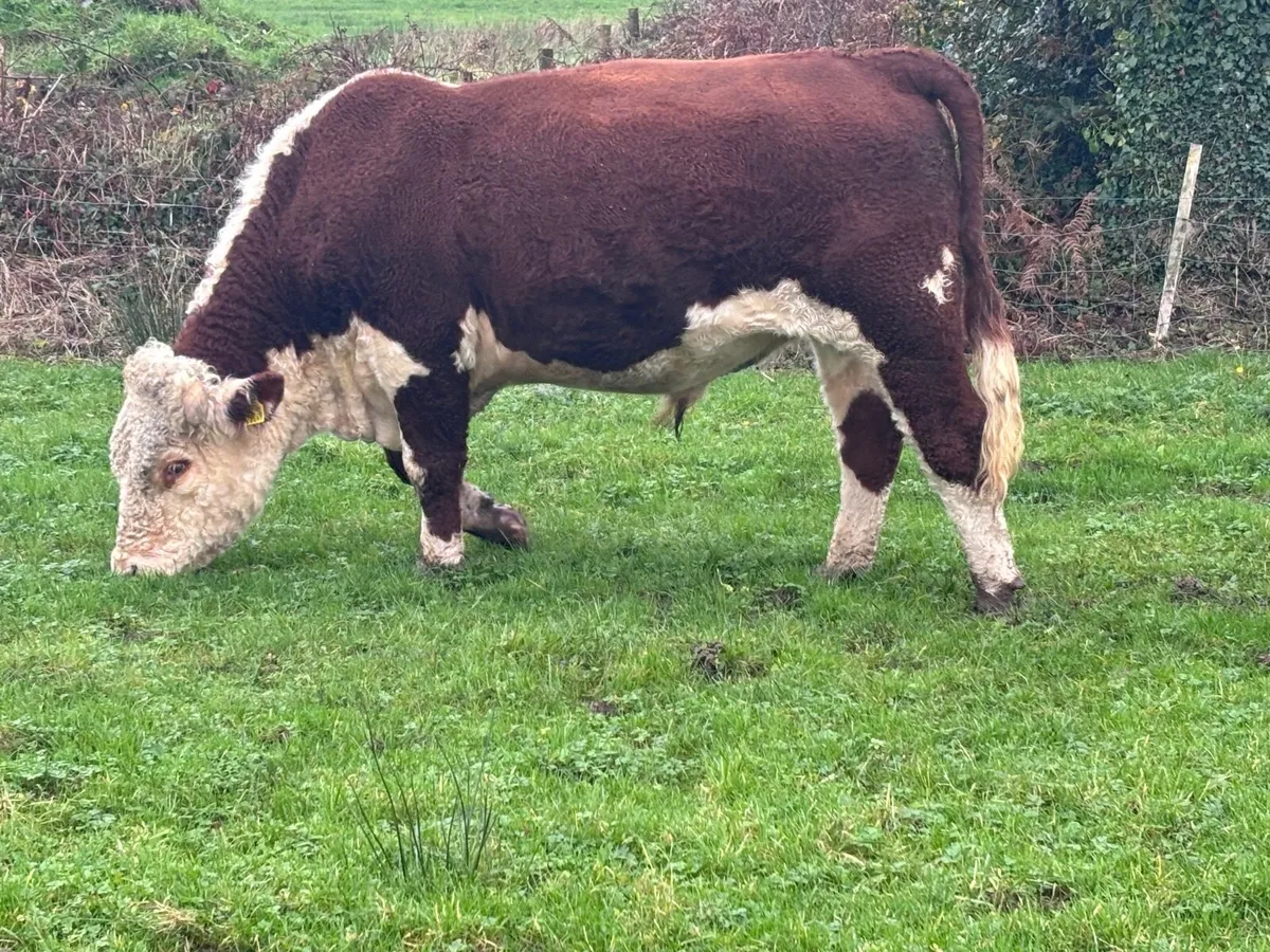 P.B.R Hereford bull for sale - Image 3