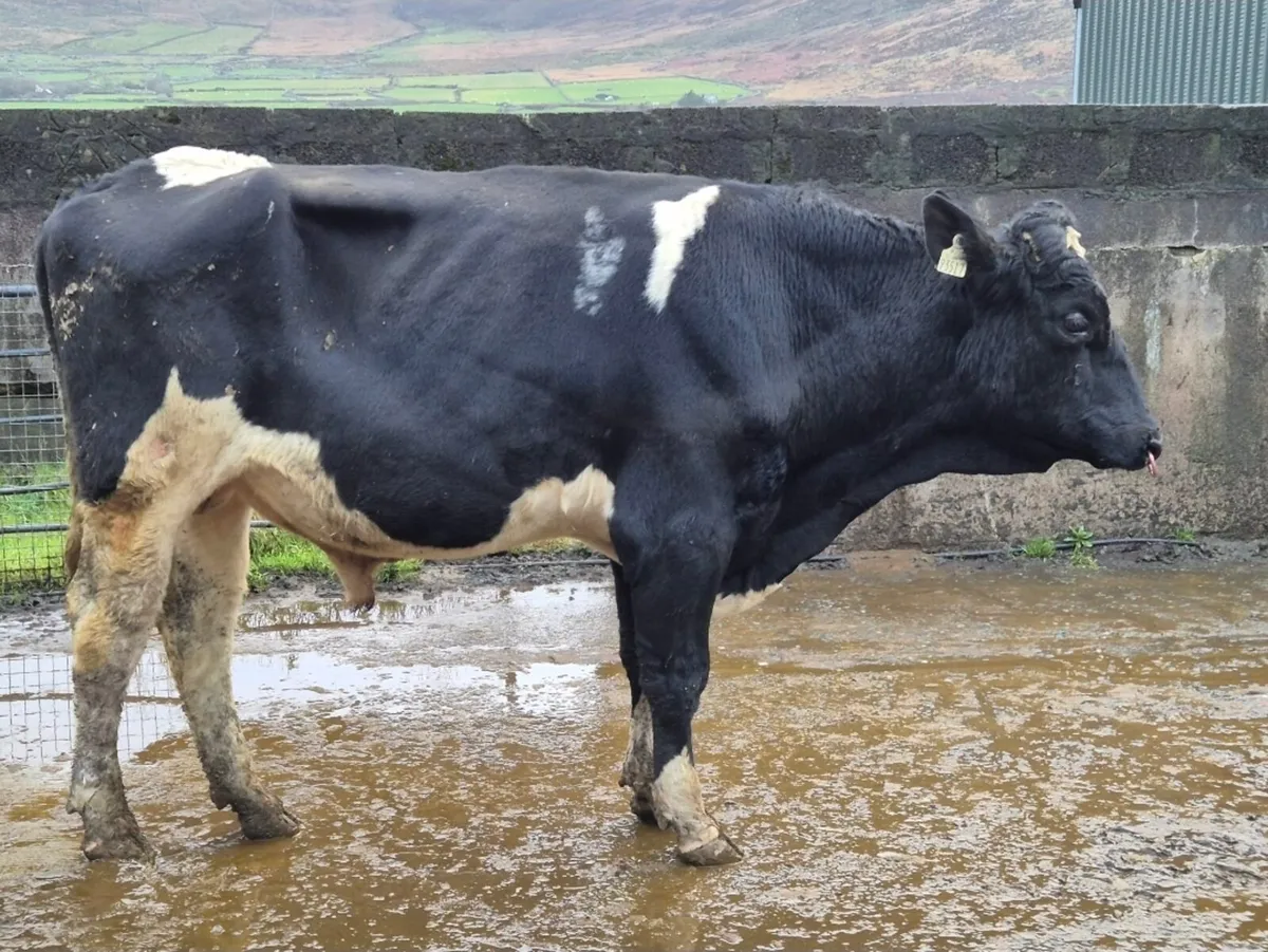 Pedigree Holstein Bull - Image 1