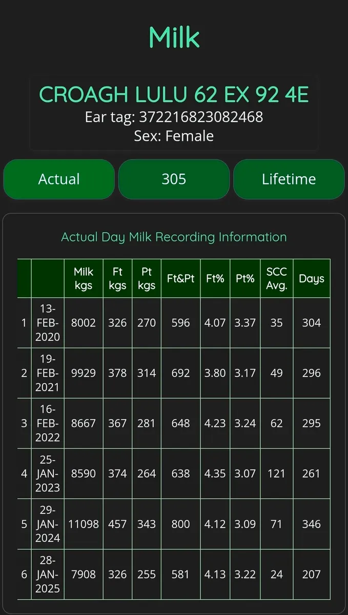 Pedigree Holstein Bull - Image 2