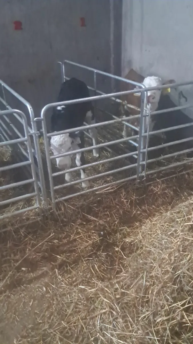 Organic calves - Image 1