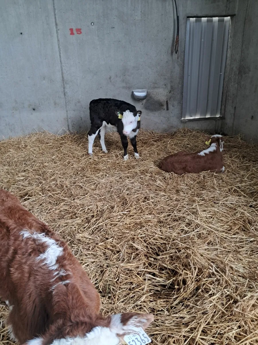 Organic calves - Image 2