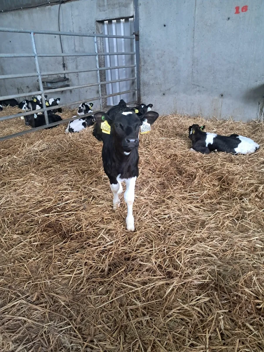 Organic calves - Image 3